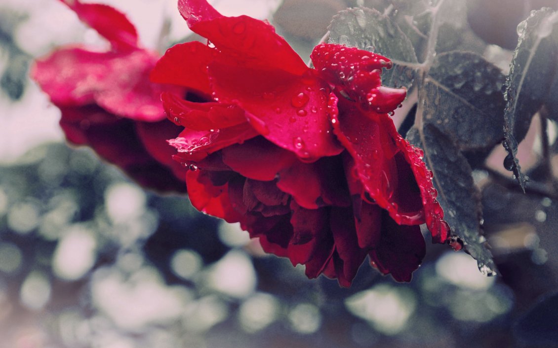 Download Wallpaper Red roses full of rainwater - HD Wallpaper