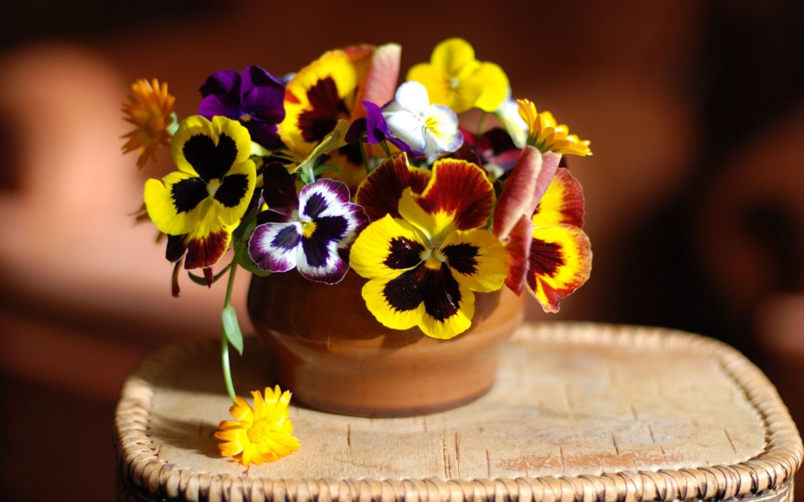 Download Wallpaper Many colored pansies in the pot