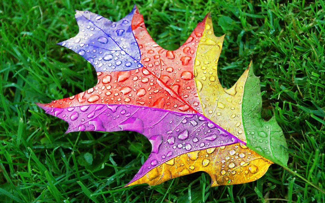 Download Wallpaper A rainbow leaf on the grass with rain drops