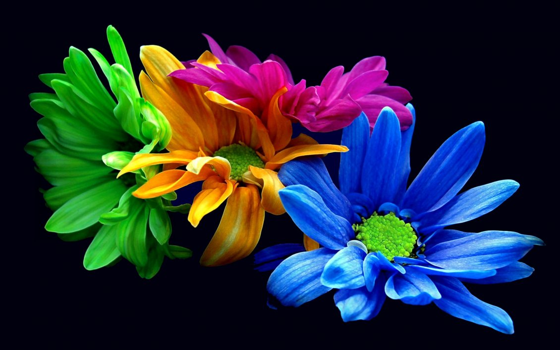 Download Wallpaper Colored daisies on the black background