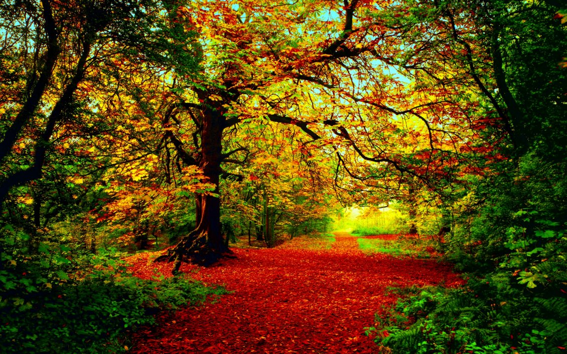 Download Wallpaper Red fallen leaves on the path in the forest