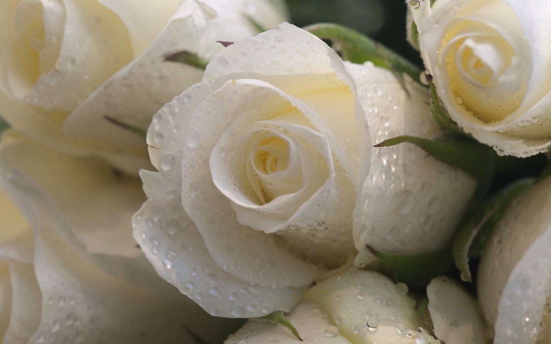 Download Wallpaper White roses with raindrops - Delicate flowers
