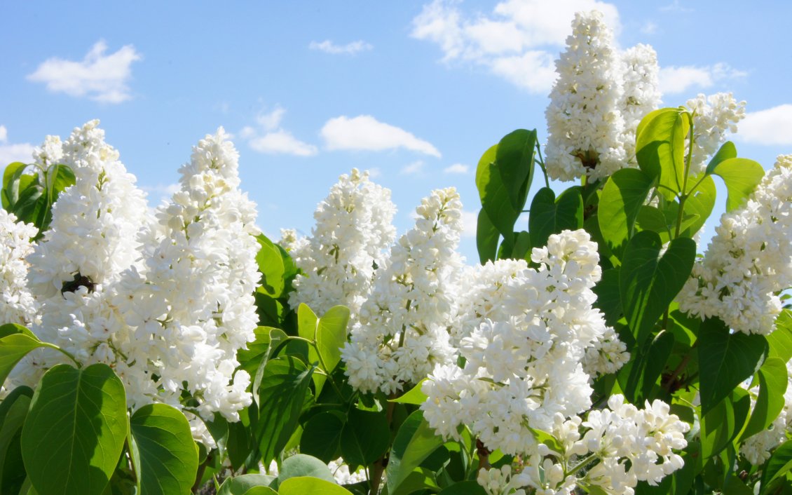 Download Wallpaper The beautiful white lilac is blooming