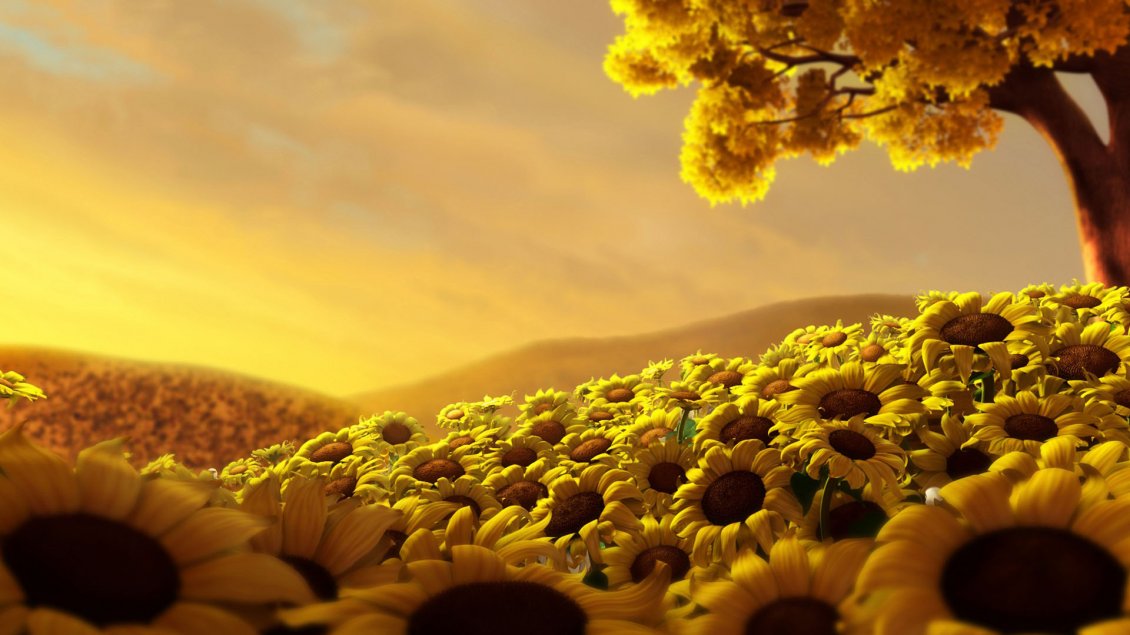 Download Wallpaper Many flowers of sunflowers on the hills
