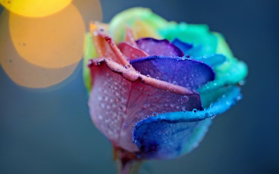 Download Wallpaper A rose in the rainbow colors