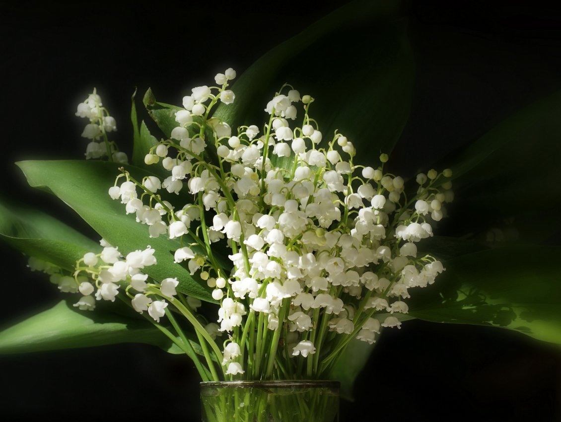 Download Wallpaper A bouquet of lilies of the valley in glass