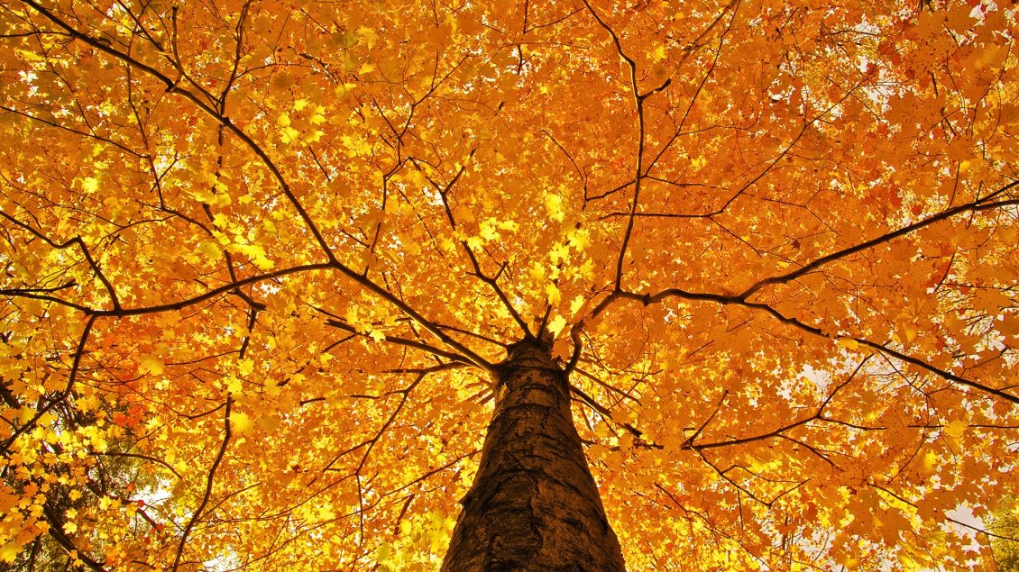 Download Wallpaper A crown of tree with yellowed leaves