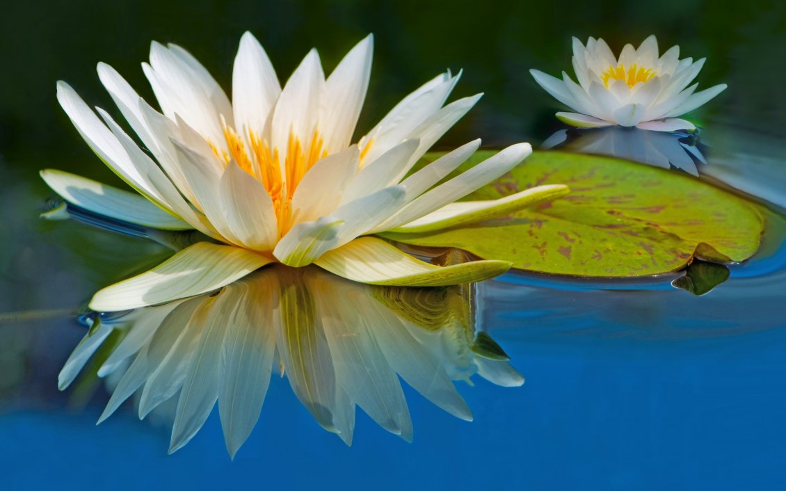 Download Wallpaper Beautiful white water lilies in the water