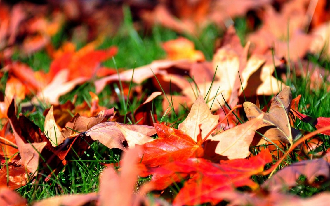 Download Wallpaper Dry red leaves fell in the grass