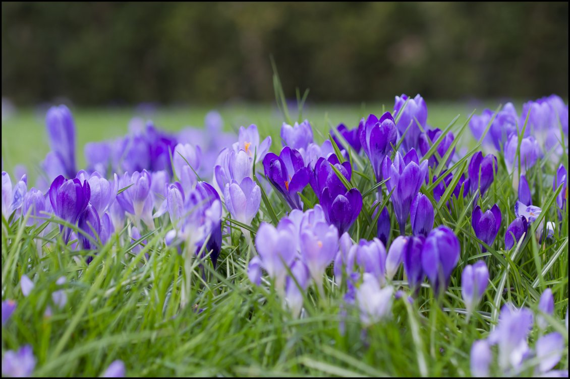 Download Wallpaper Many purple crocuses in the grass
