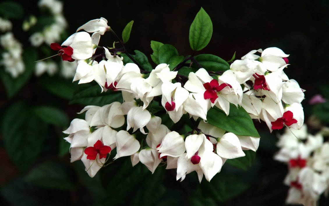 Download Wallpaper Beautiful white and red flowers on the branch
