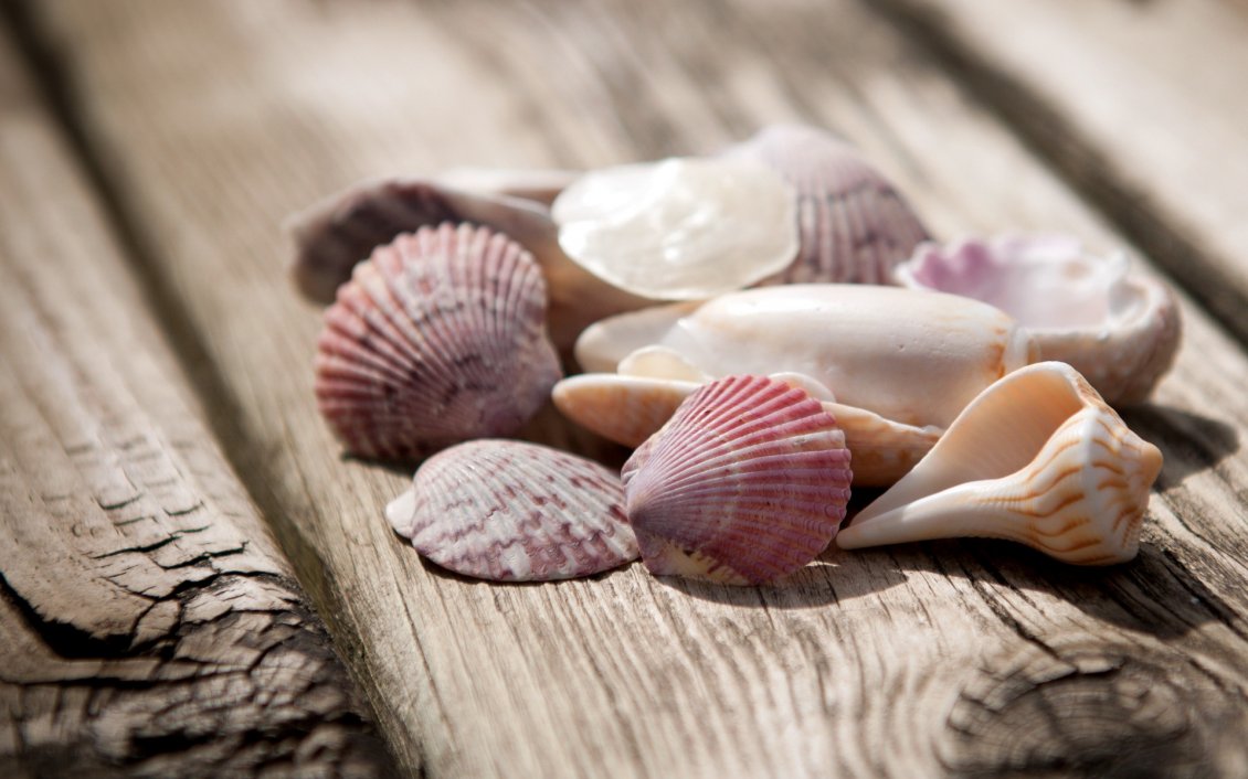 Download Wallpaper Many different shells on the woods