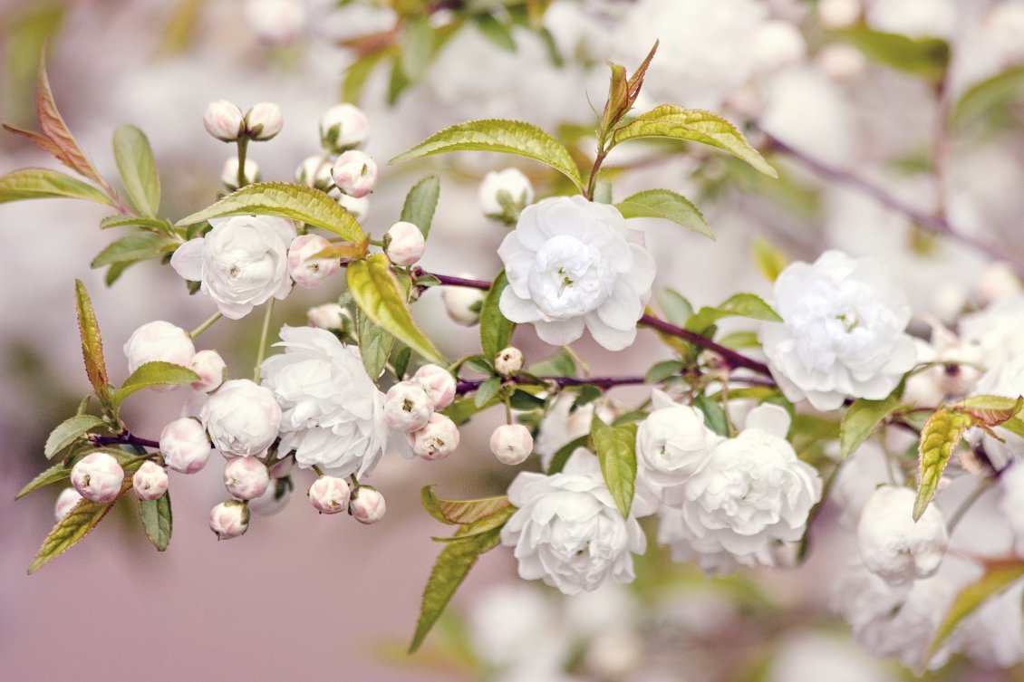 Download Wallpaper White flowers in the trees - Spring time