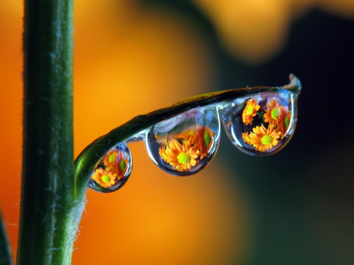 Download Wallpaper Abstract waterdrops with orange daisies