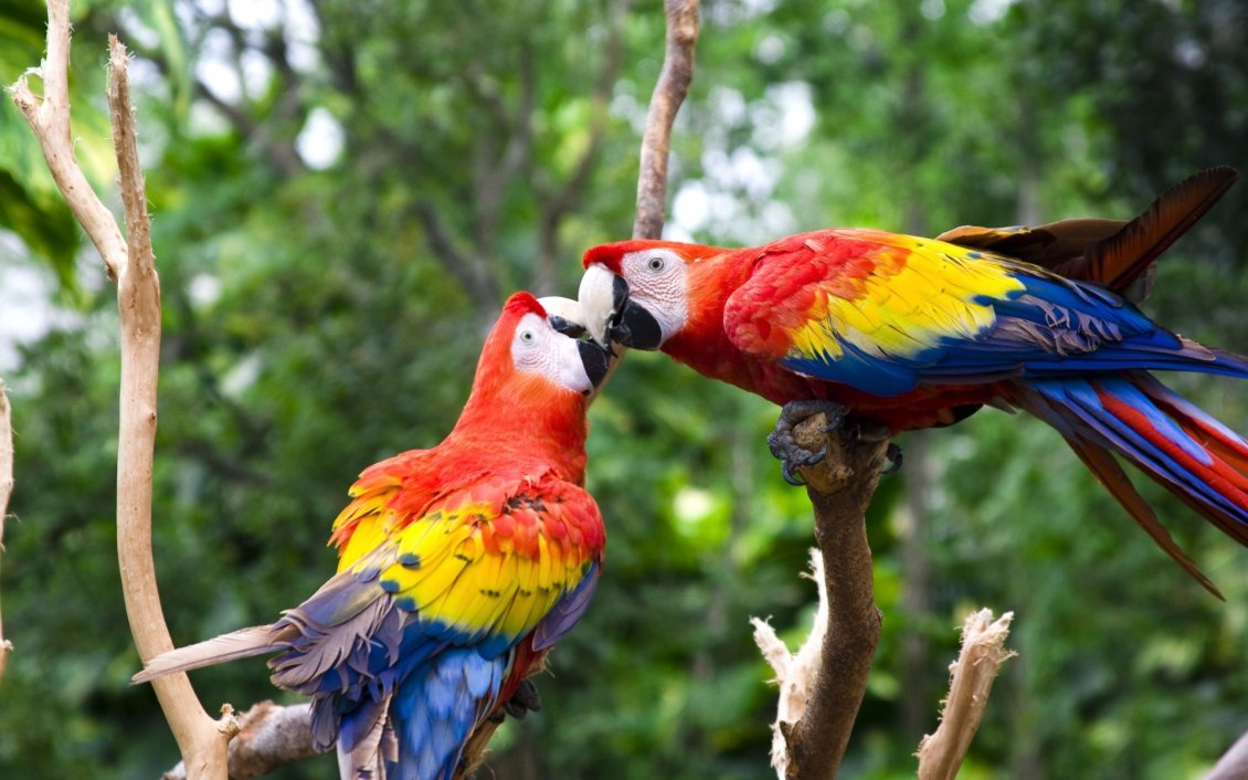 Download Wallpaper A kiss between two colorful and sweet parrots
