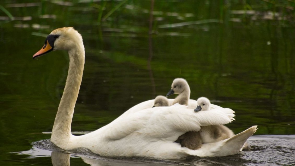 Download Wallpaper A swan swimming with babies in back