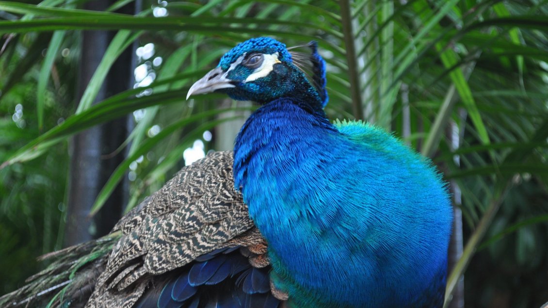 Download Wallpaper Beautiful Indian Peacock - Blue bird wallpaper