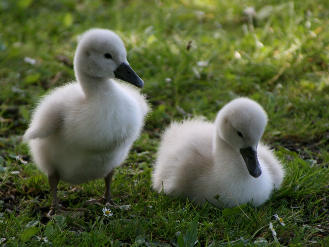 Download Wallpaper Two white chicks of goose on grass