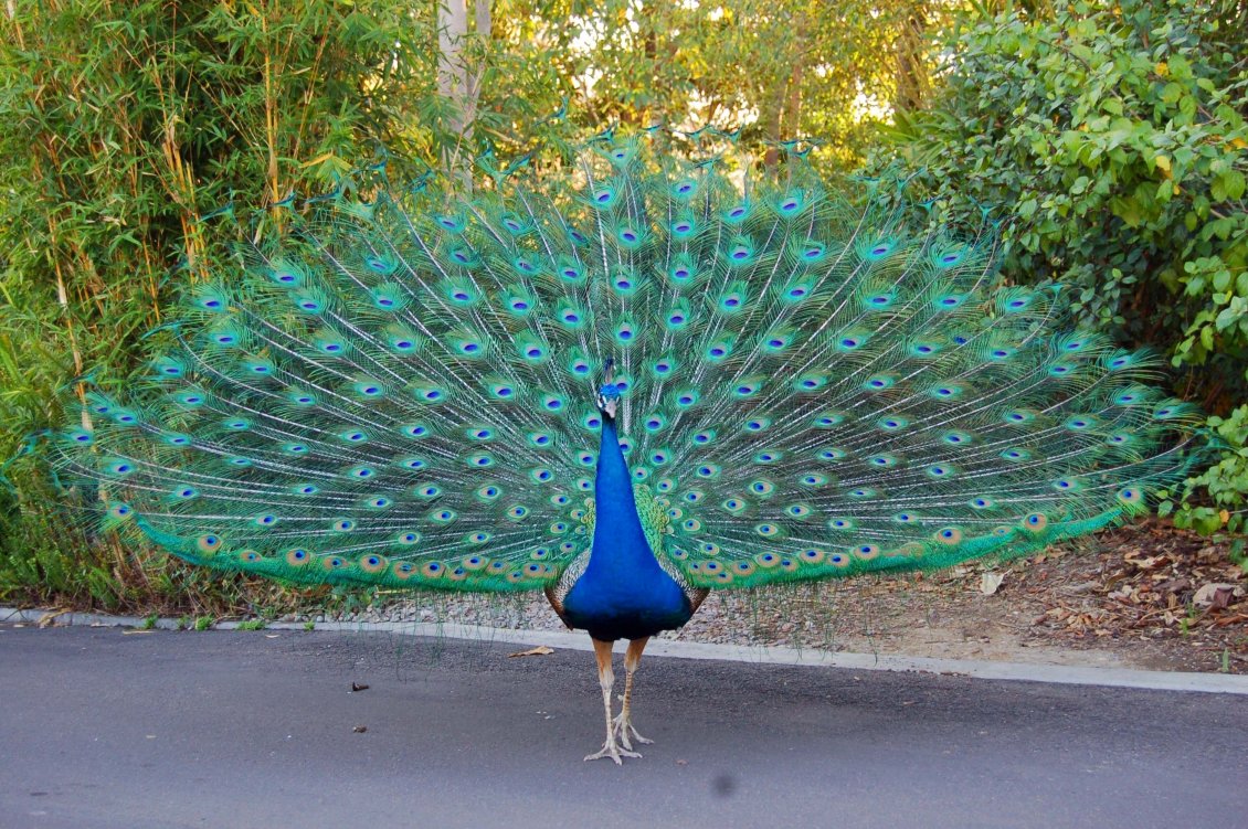 Download Wallpaper A beautiful peacock with blue feathers on the road