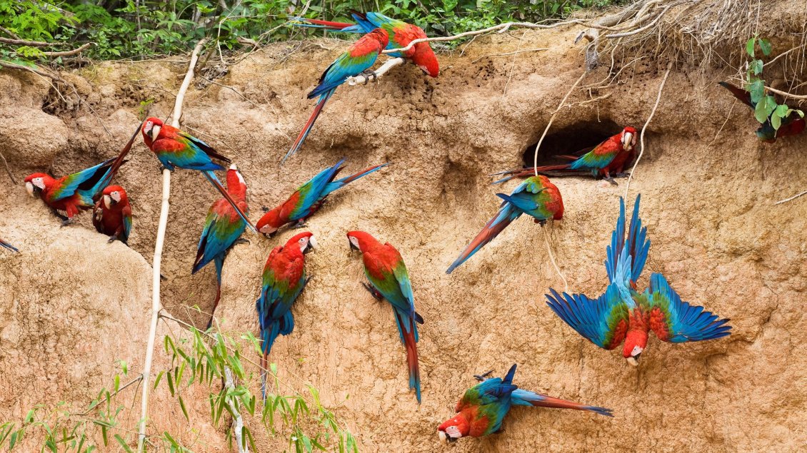 Download Wallpaper Many parrots pierce the walls of earth