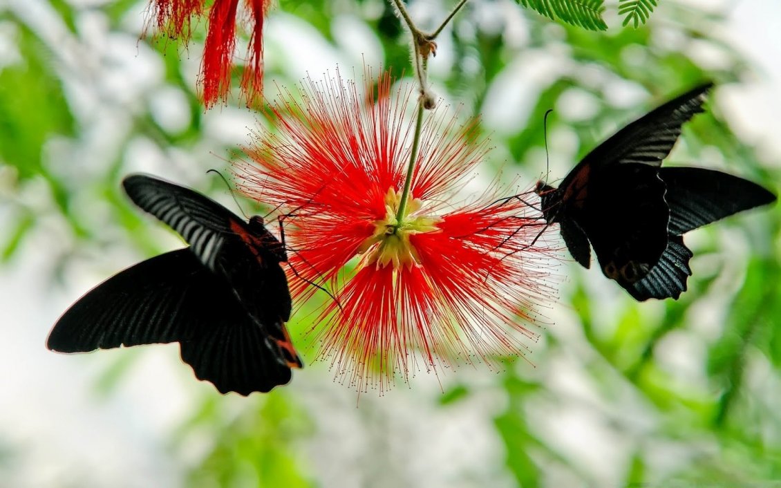 Download Wallpaper Two black butterfly on a interesting red flower
