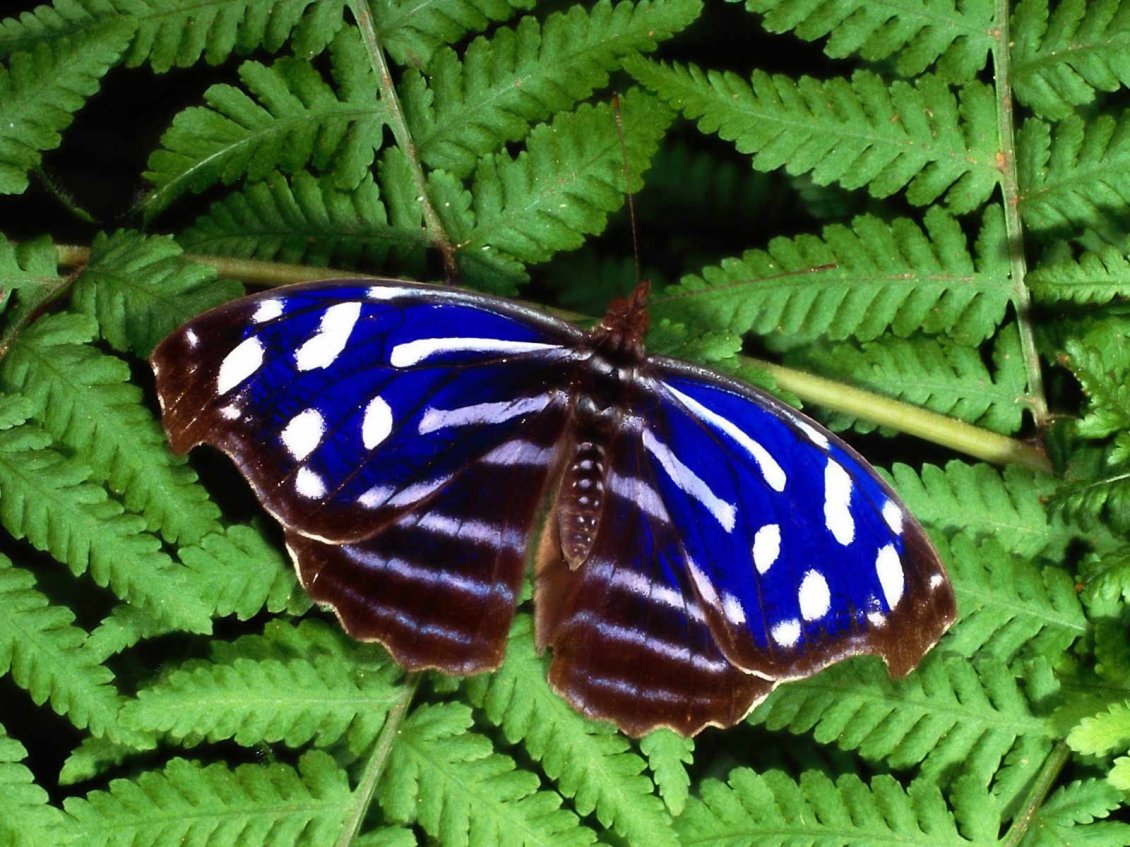Download Wallpaper Beautiful blue, brown and white butterfly on the leaves