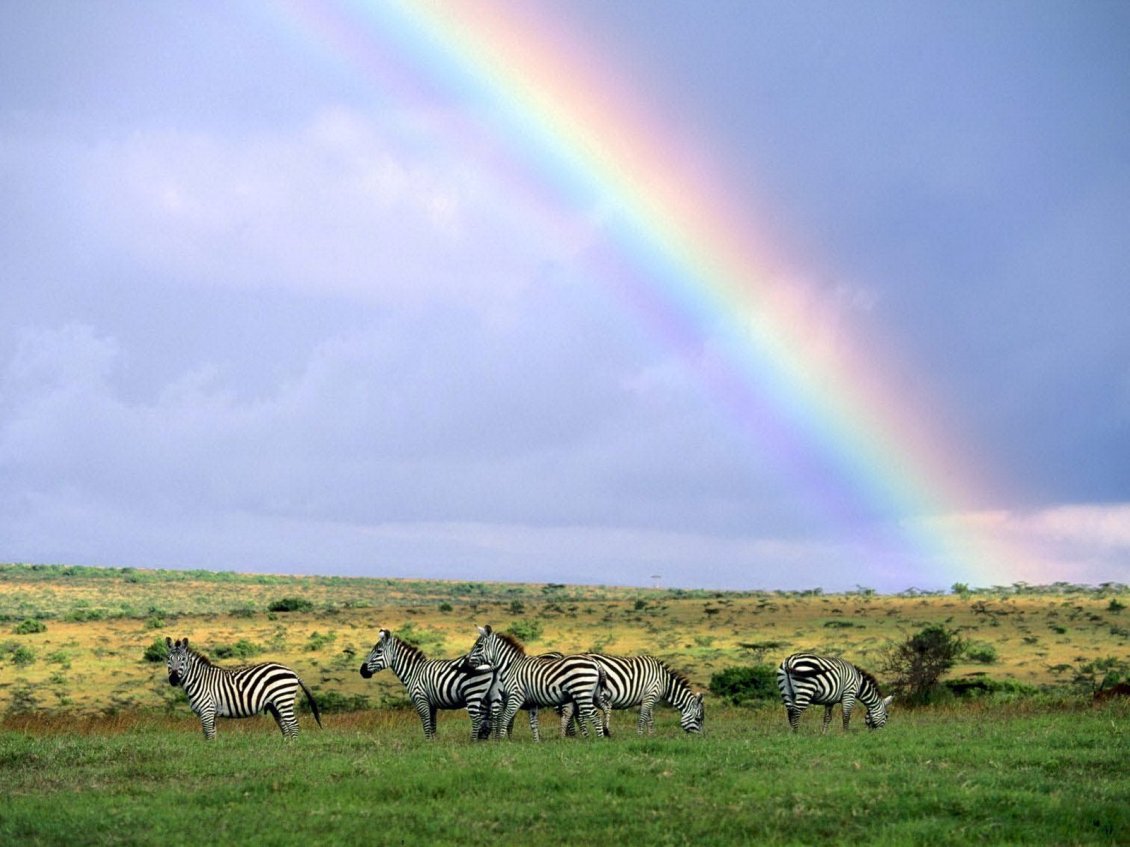 Download Wallpaper Six zebras on the field under the blue sky with rainbow