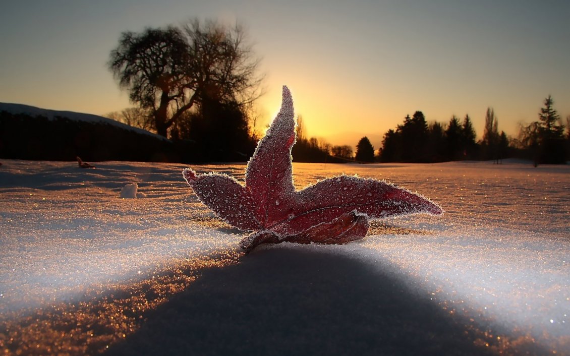 Download Wallpaper A red ice leaf on the snow - Winter season