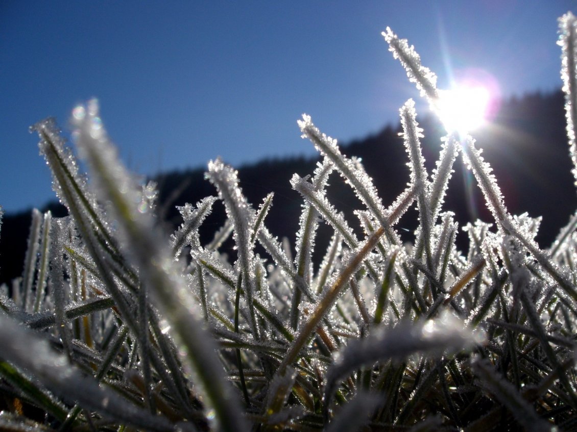 Download Wallpaper Frozen grass in sunlight and blue sky