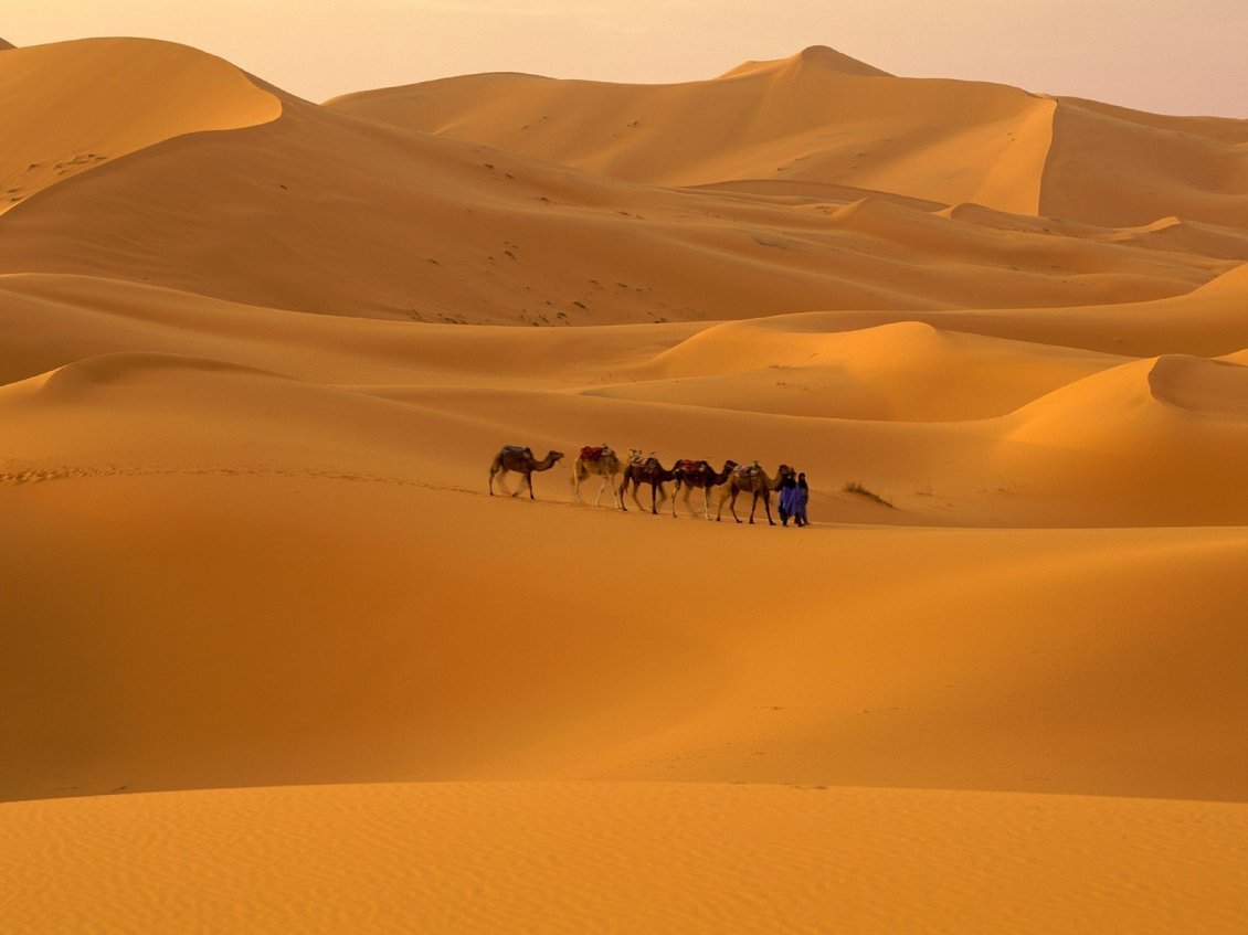 Download Wallpaper Five camels on the hills in the desert