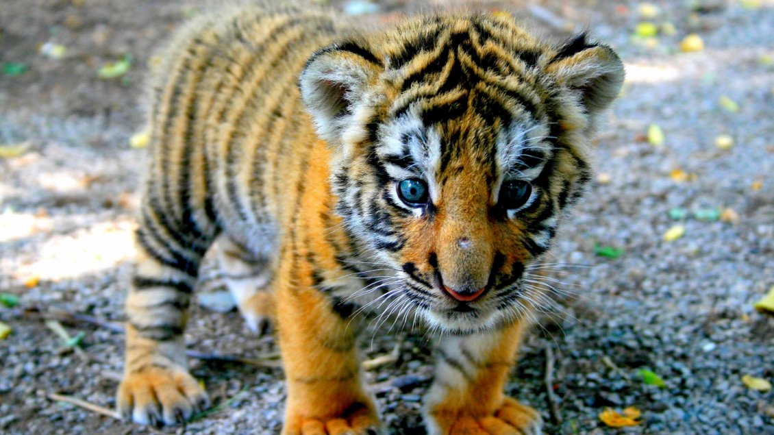 Download Wallpaper A sweet tiger cub - Wild animal wallpaper