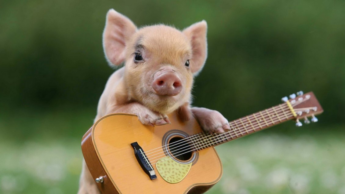 Download Wallpaper A small pig with a guitar - animal wallpaper