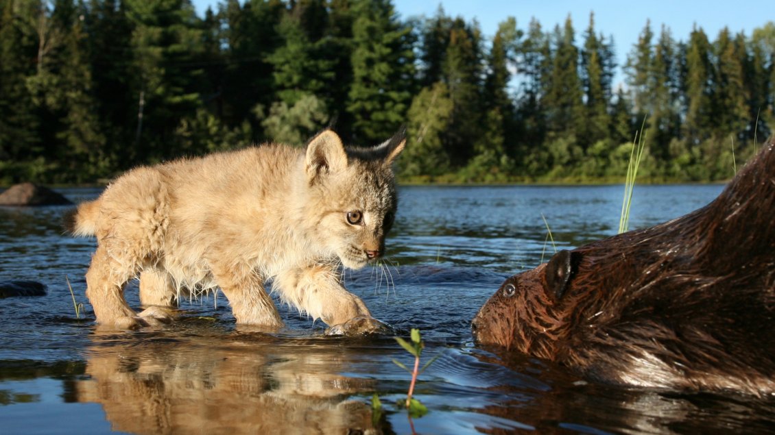 Download Wallpaper A cute linx in the river water