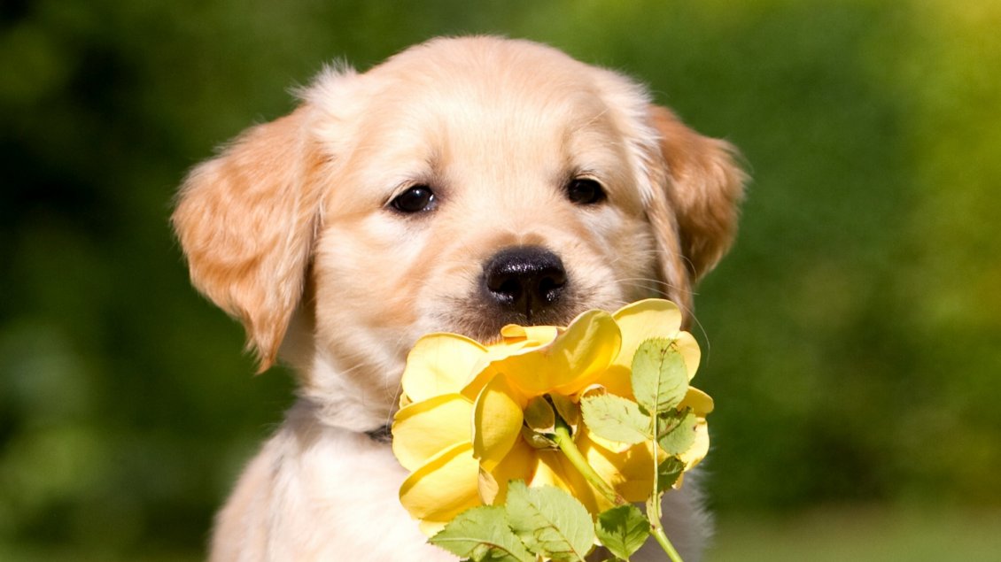 Download Wallpaper A sweet puppy eats a yellow rose