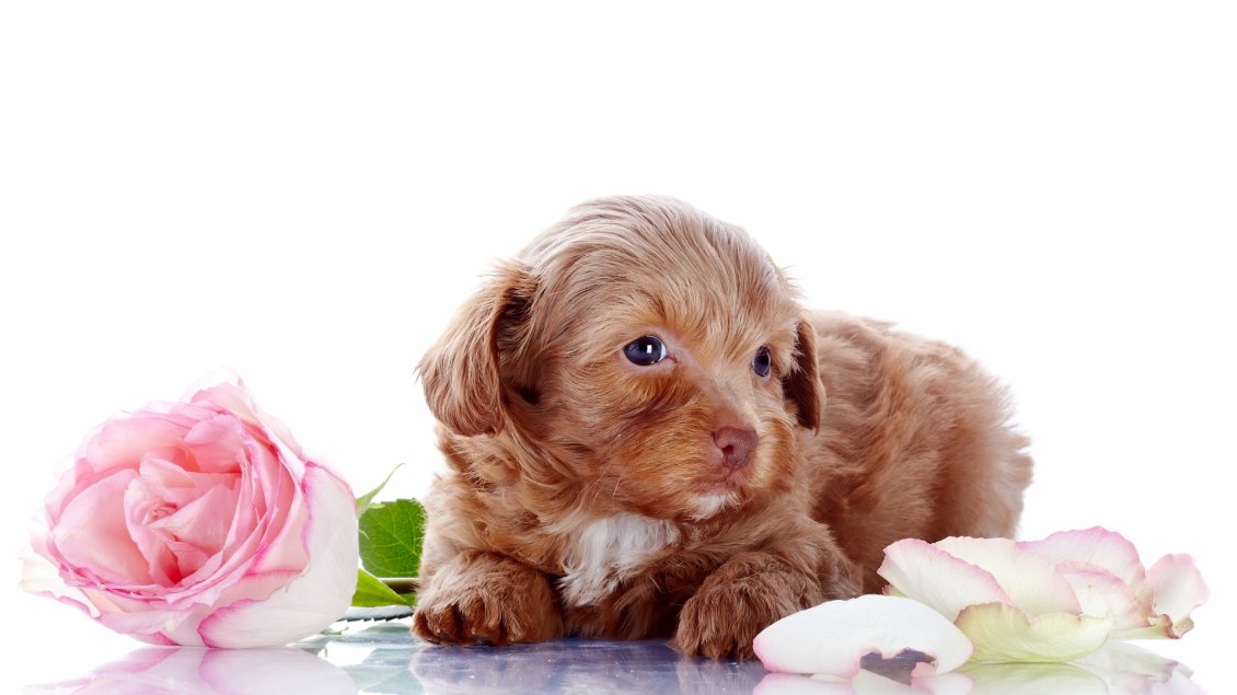 Download Wallpaper Brown puppy near the pink rose and many petals