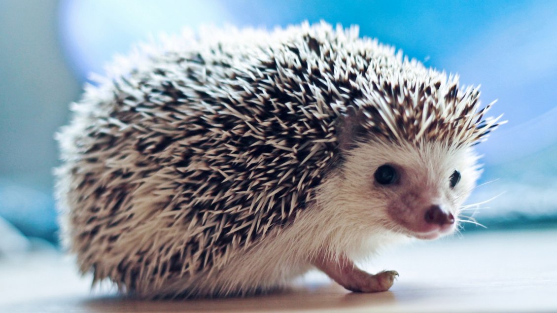 Download Wallpaper A sweet white and black hedgehog