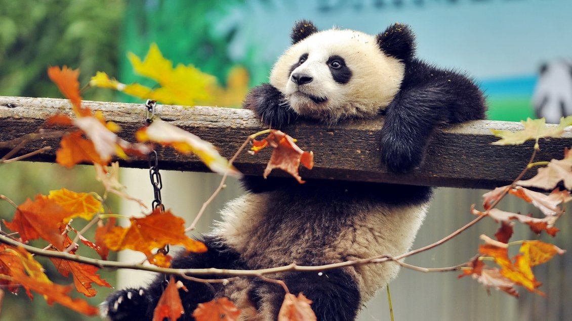 Download Wallpaper A panda bear on a wood - Wild animal