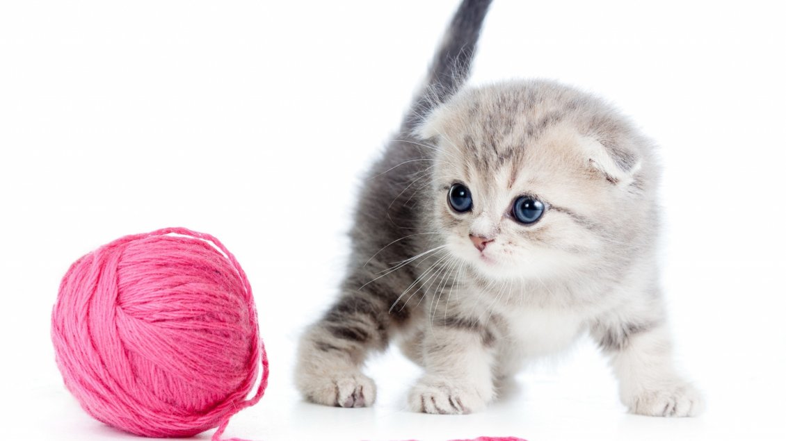 Download Wallpaper A sweet kitten playing with a ball of pink thread