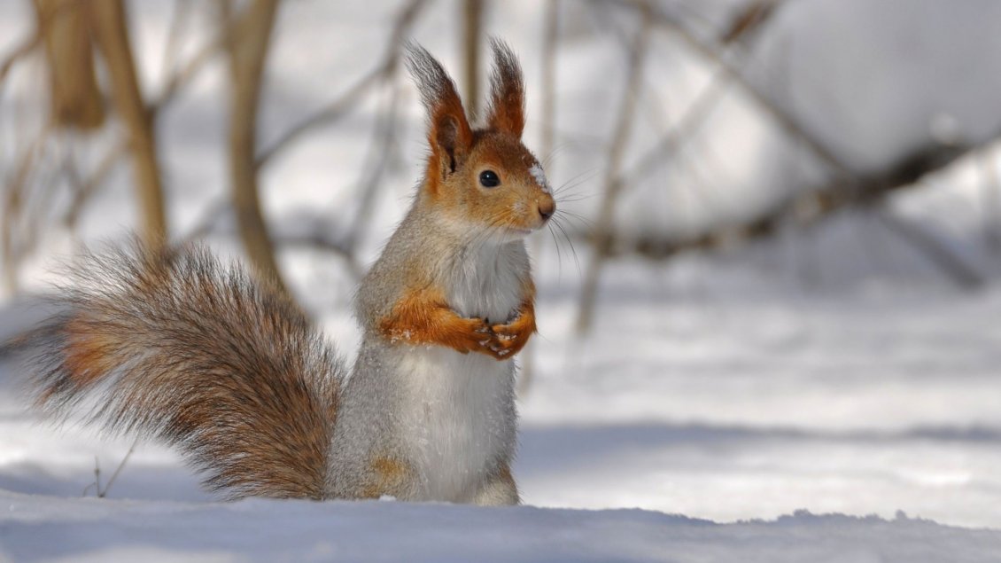 Download Wallpaper A white and brown squirrel on the snow
