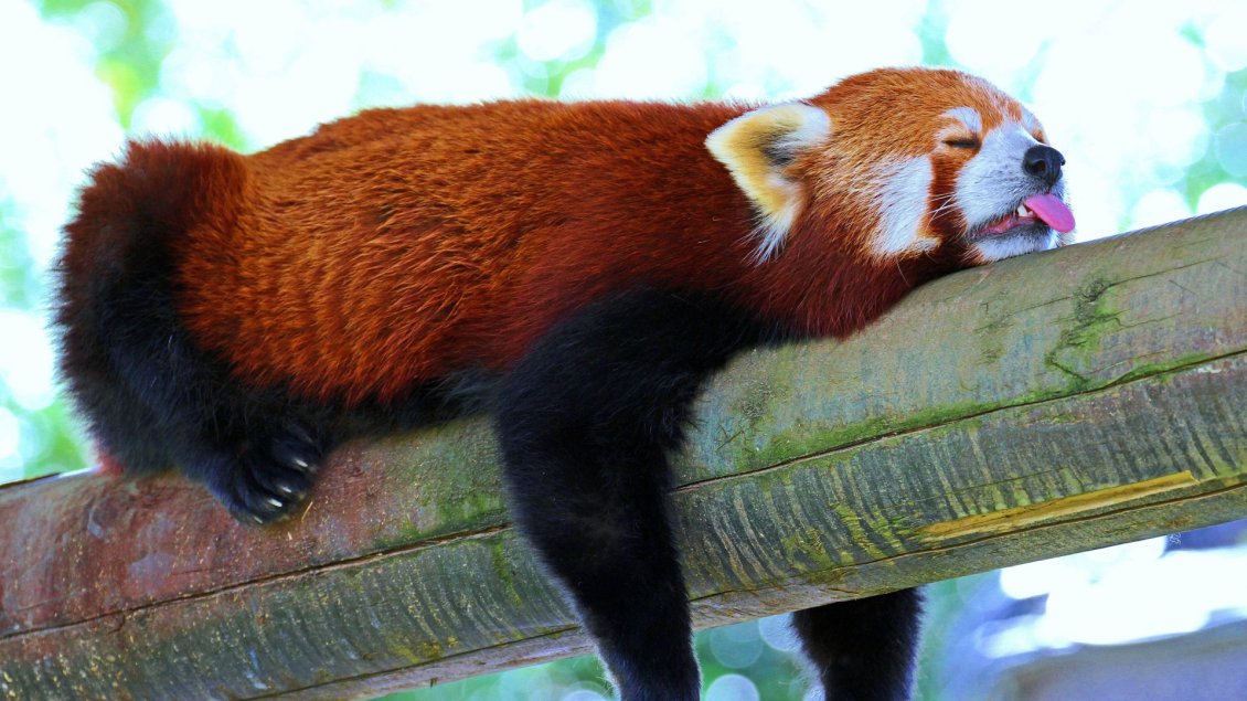 Download Wallpaper A lesser panda with tongue out sleeps on the wood