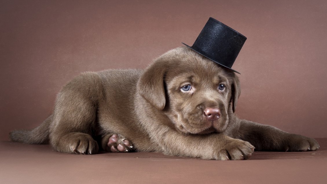 Download Wallpaper Brown dog with a black hat - Cute dog