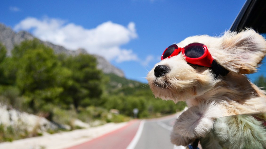 Download Wallpaper A white puppy with red swim glasses on the car window