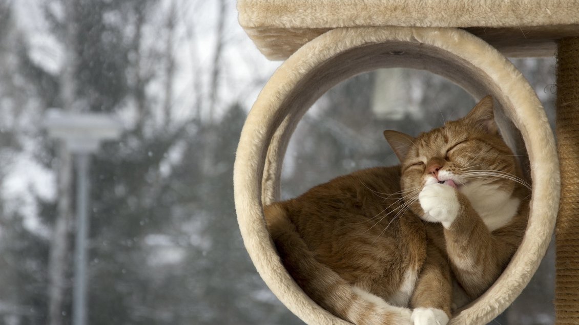 Download Wallpaper Sweet brown cat cleans her fur