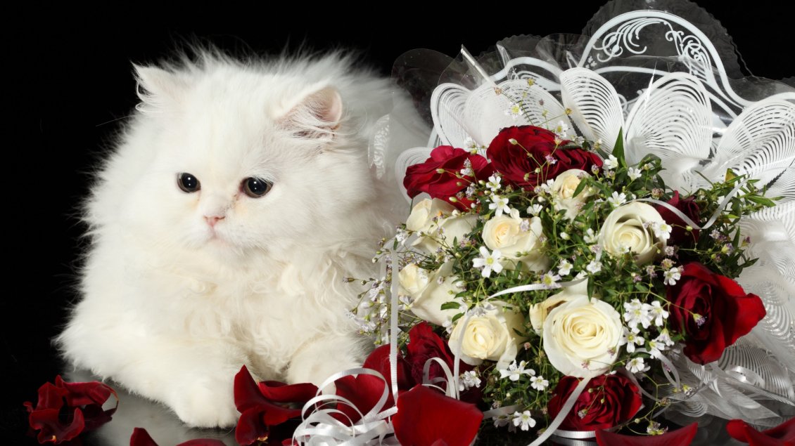 Download Wallpaper White cat with bushy fur near a bouquet of roses