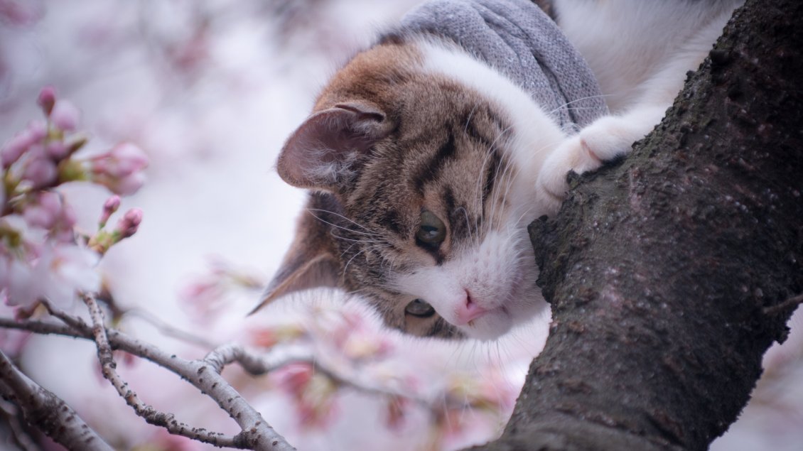 Download Wallpaper Cat down from the blooming tree