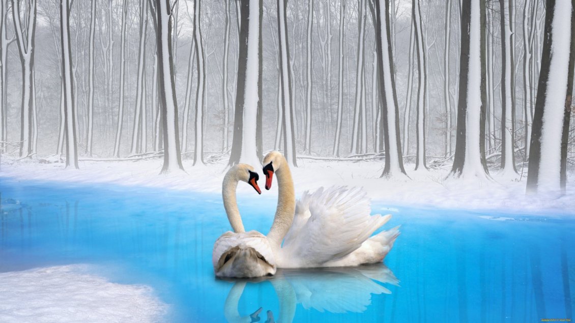 Download Wallpaper Couple swan on the blue water of river in the forest