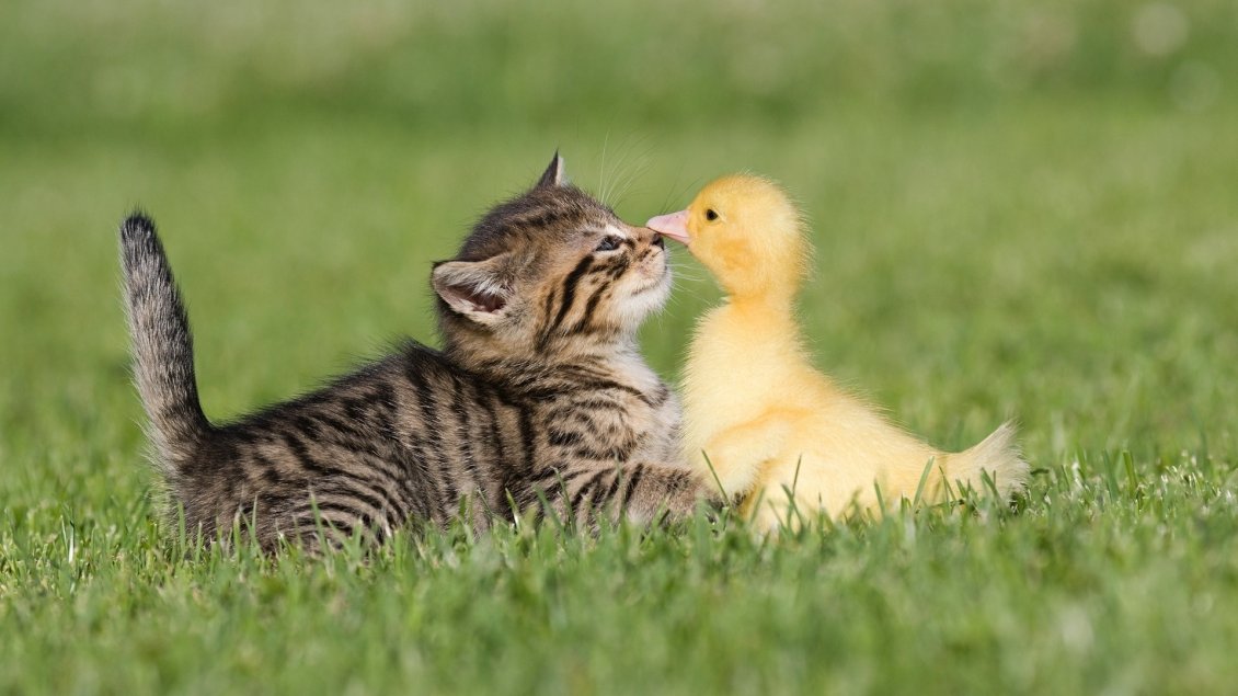 Download Wallpaper Cut kitten and chicken duck in the grass