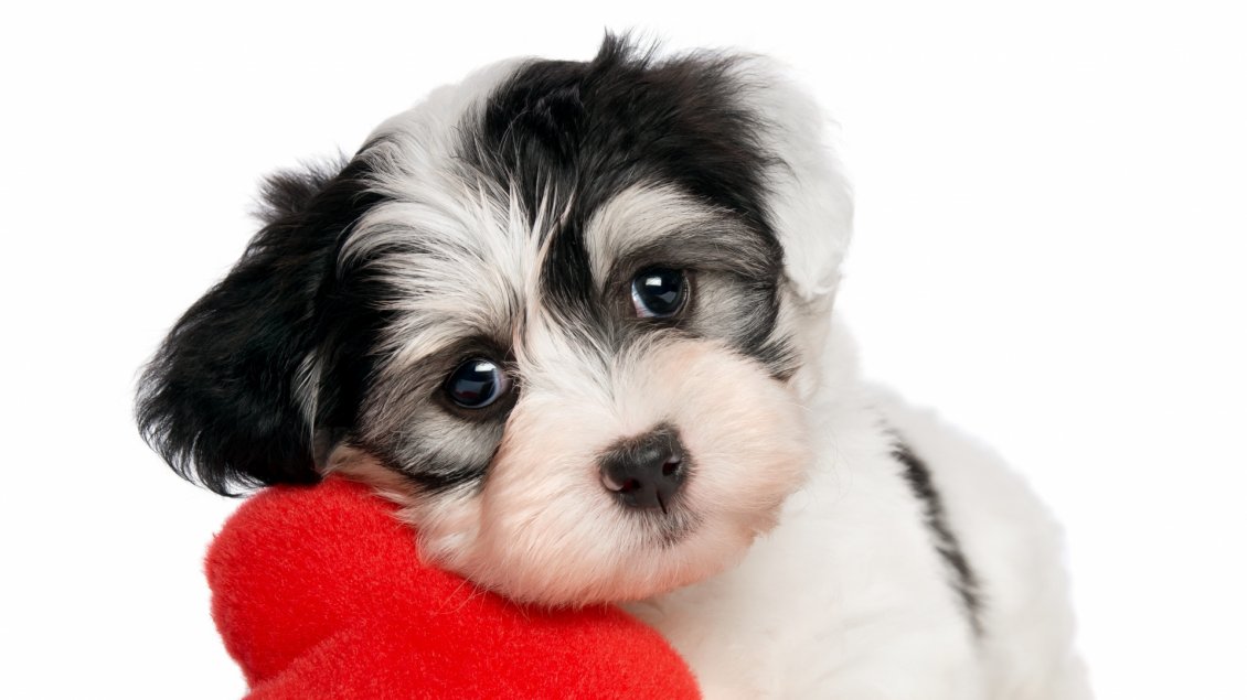 Download Wallpaper White and black puppy with a red plush heart