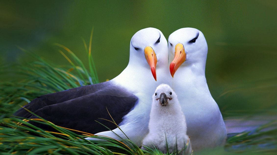 Download Wallpaper Couple birds with their baby on the nest - Birds family