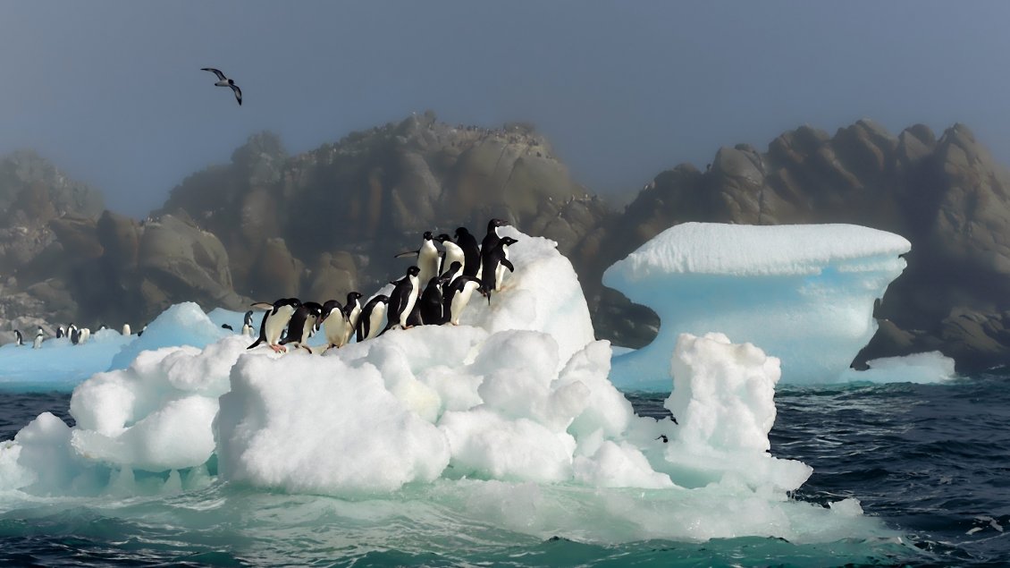 Download Wallpaper Many penguins on a iceberg - Antarctica wallpaper